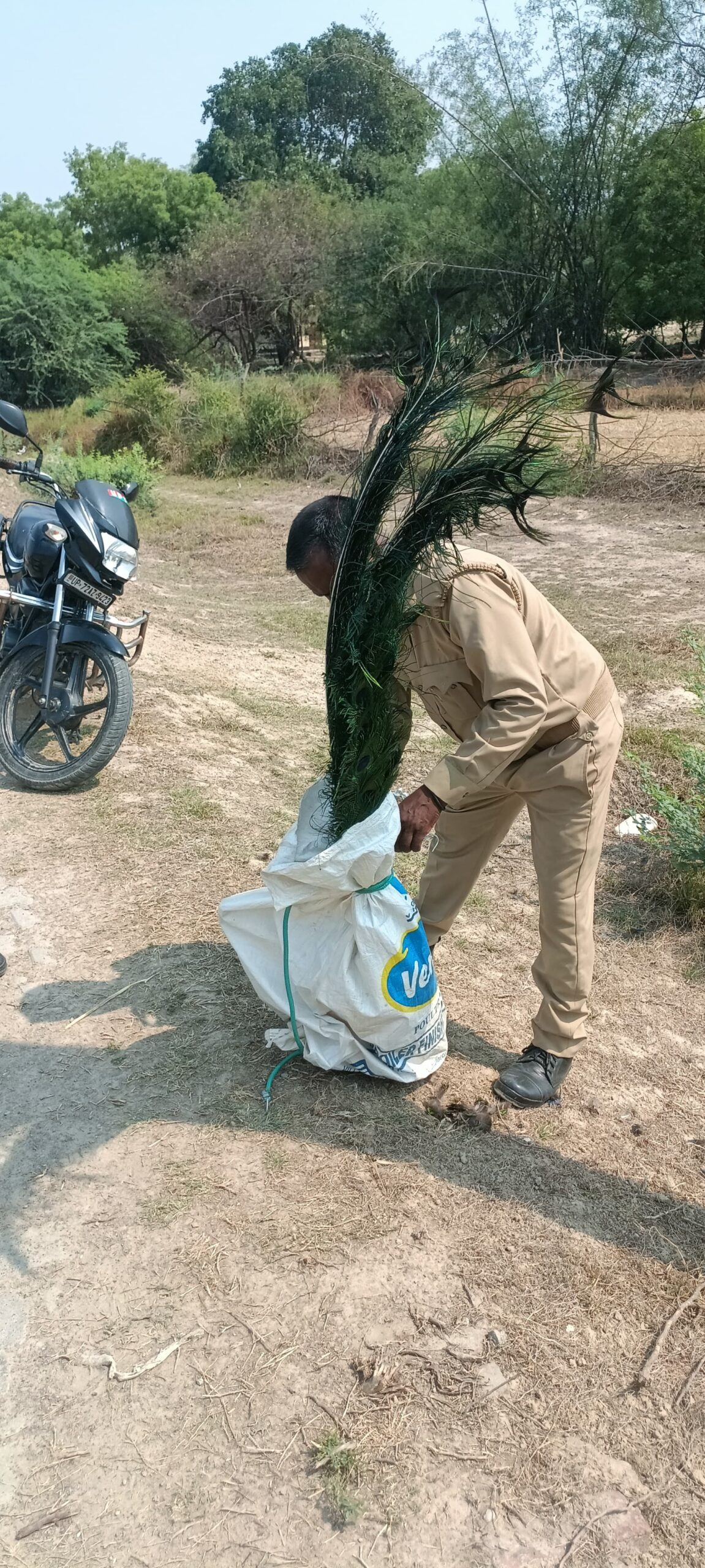 करंट से हुई राष्ट्रीय पक्षी मोर की मौत, पुलिस जवान की संवेदनशीलता बनी मिसाल